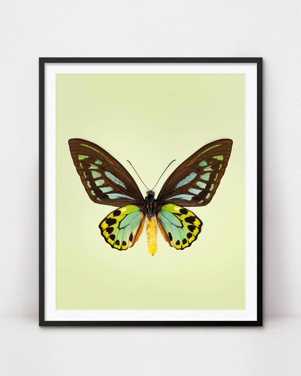 Birdswing (Ornithoptera Priamus) Vertical