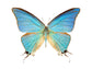 Blue Fairy (Pseudolycaena Marsyas)