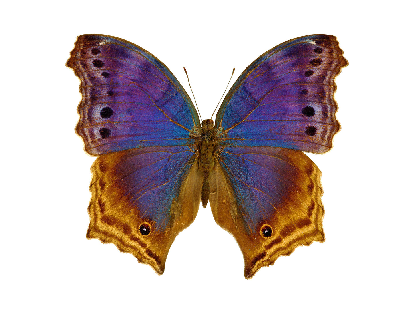 Blue Mother of Pearl (Protogoniomorpha Temora)