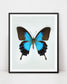 Blue (Papilio Ulysses) Vertical