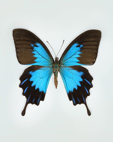 Blue (Papilio Ulysses) Vertical