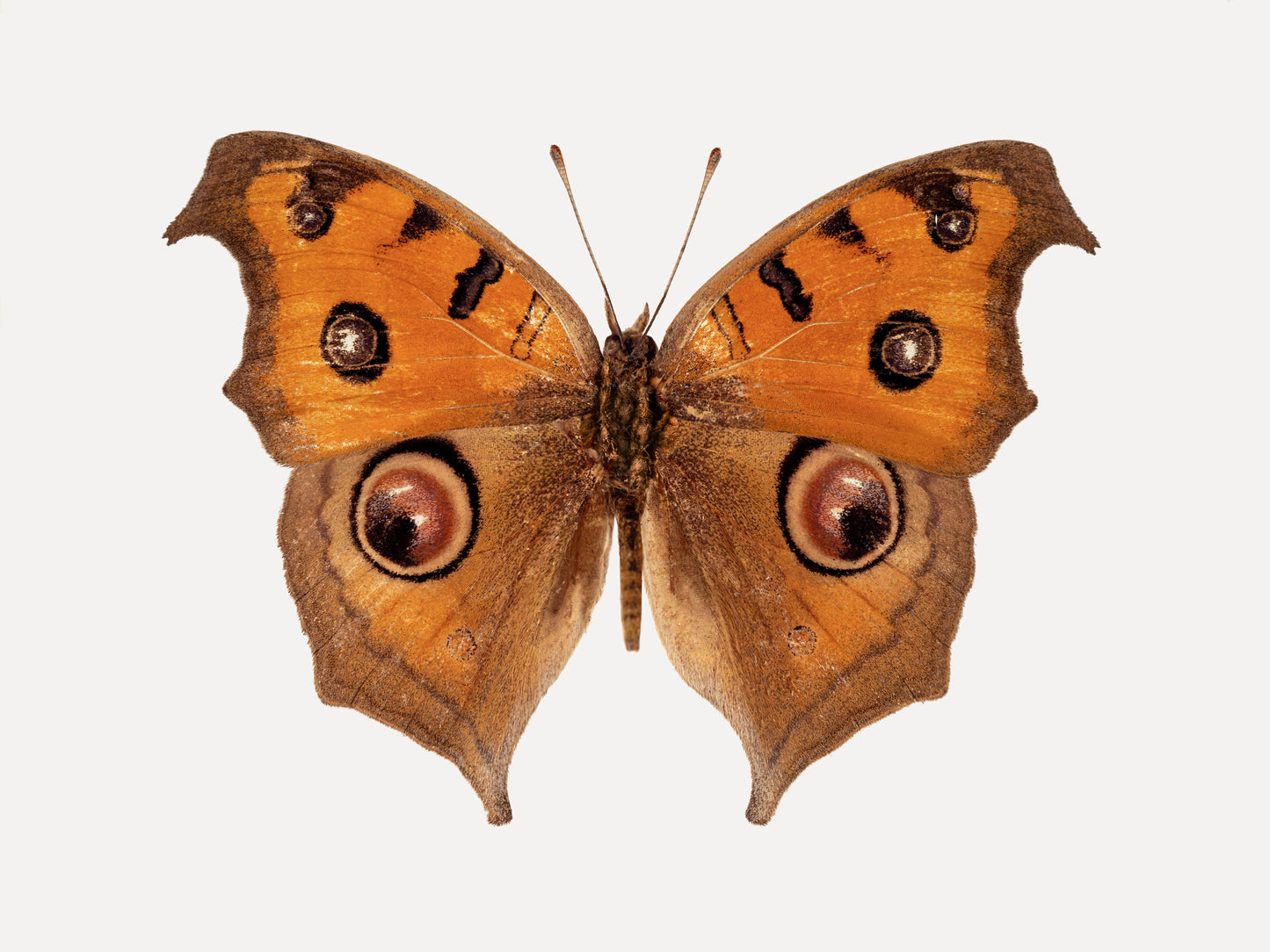 Brown Eyes (Junonia Almana)