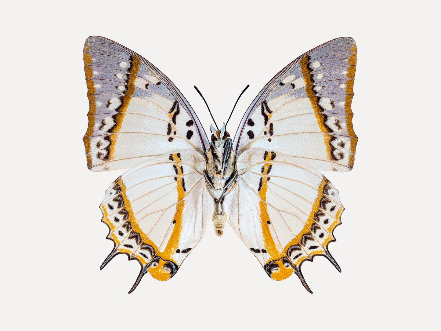 Carousel (Polyura Eudamippus)