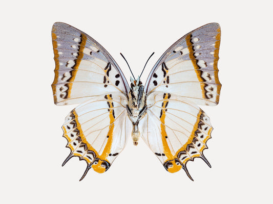 Carousel (Polyura Eudamippus)