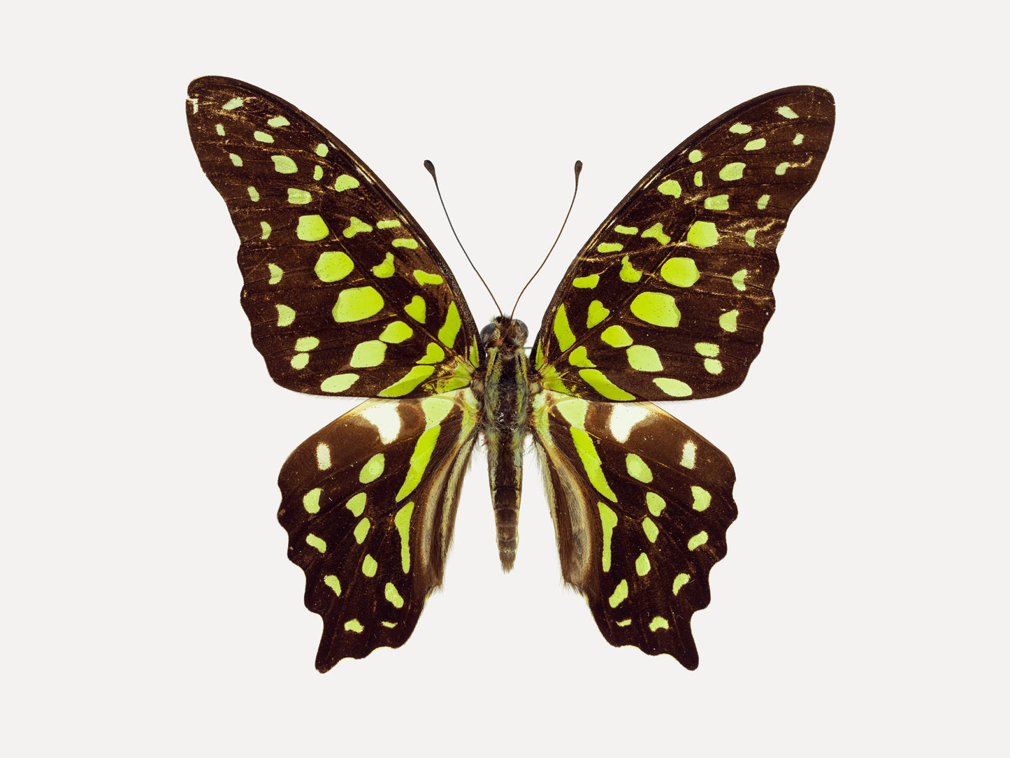 Chartreuse (Graphium Agamemnon)