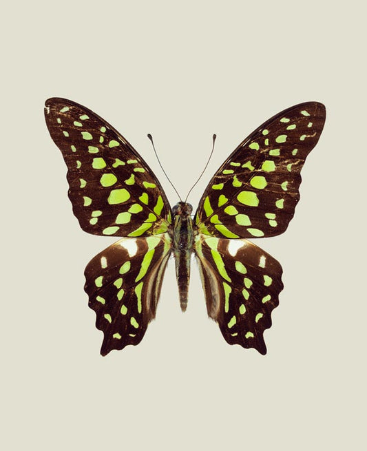 Chartreuse (Graphium Agamemnon) Vertical