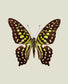 Chartreuse (Graphium Agamemnon) Vertical