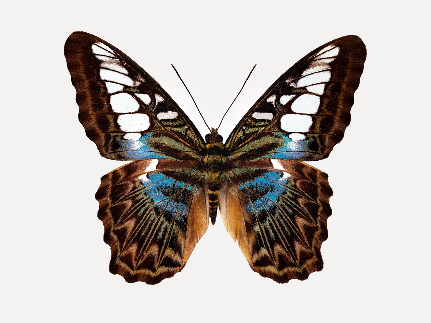 Chrysler (Parthenos Sylvia)