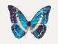 Cobalt Morpho (Morpho Cypris)