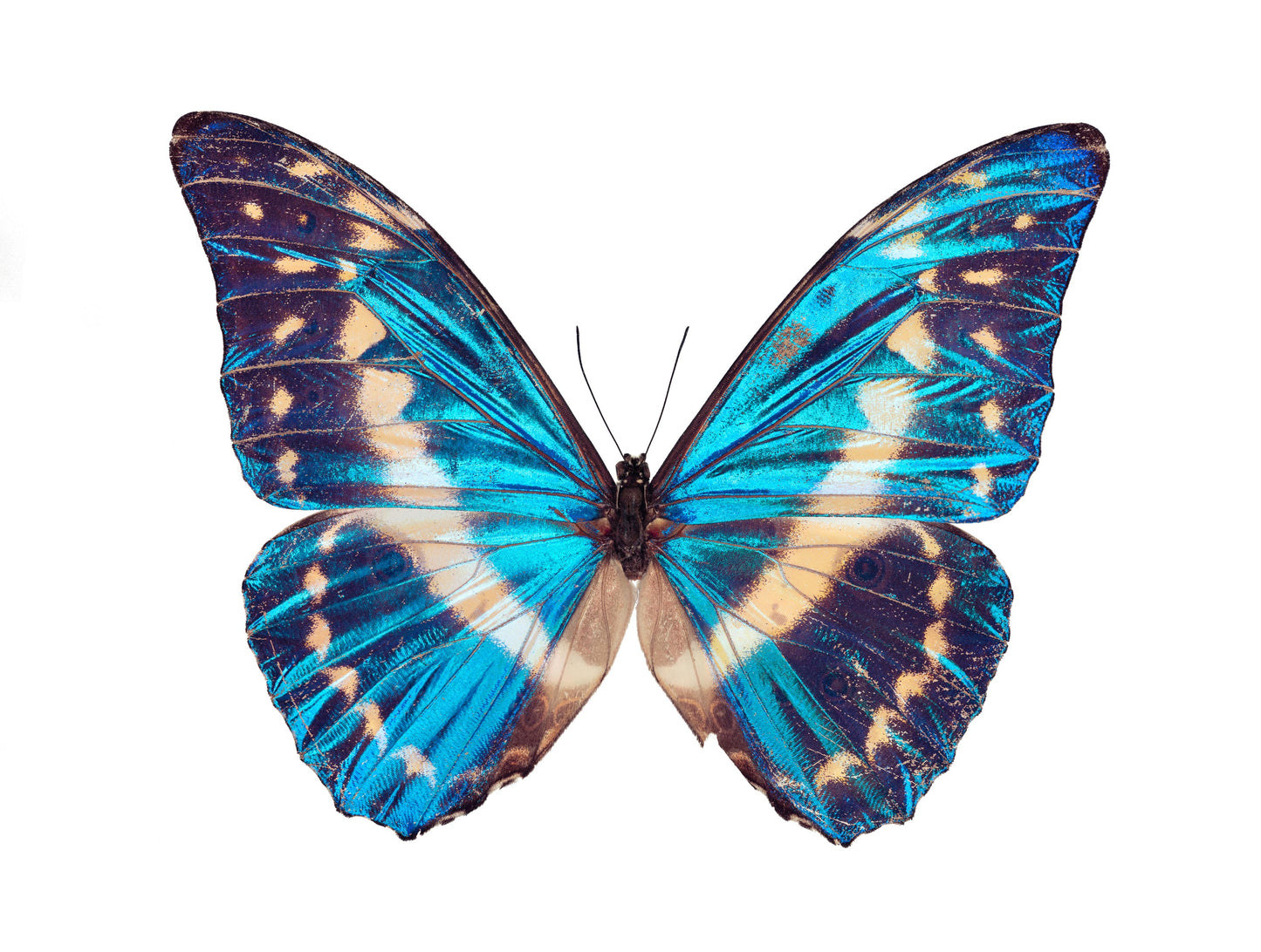 Cobalt Morpho (Morpho Cypris)