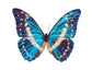 Cobalt Morpho (Morpho Cypris)