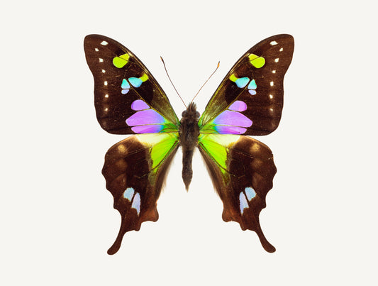 Degas (Graphium Weiskei)