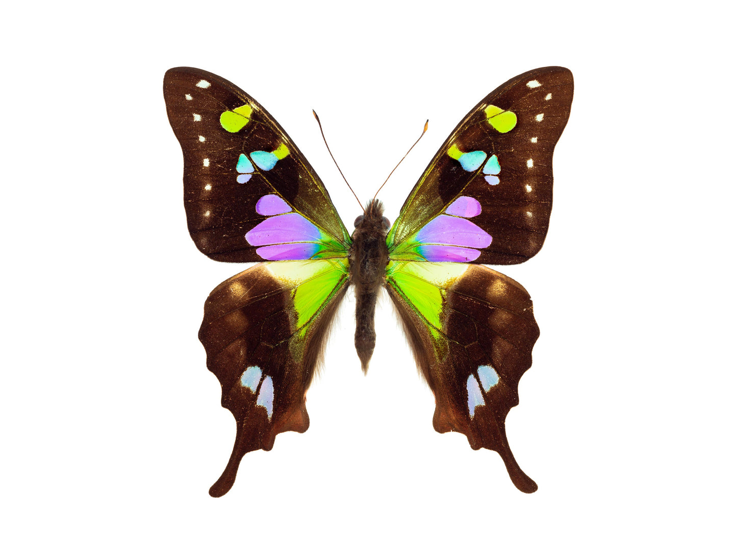 Degas (Graphium Weiskei)