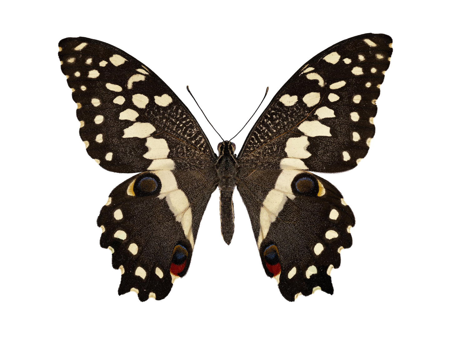 Emperor (Papilio Lormieri)