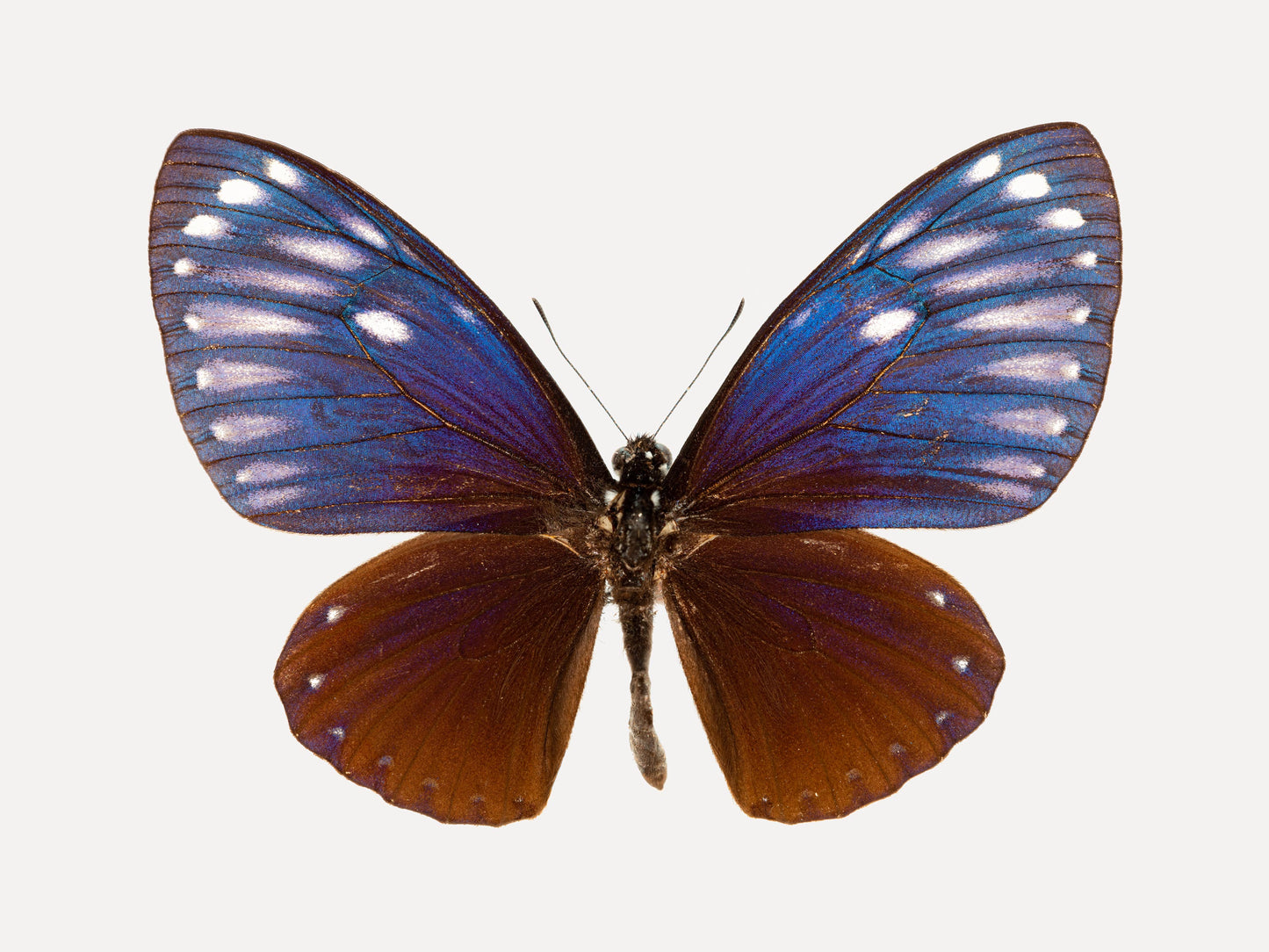 Mulberry (Papilio Paradoxa)