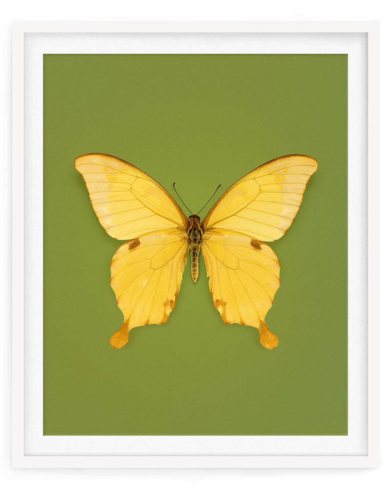 Noble (Papilio nobilis)