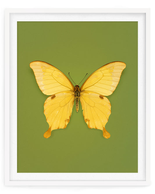 Noble (Papilio nobilis)