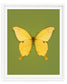 Noble (Papilio nobilis)