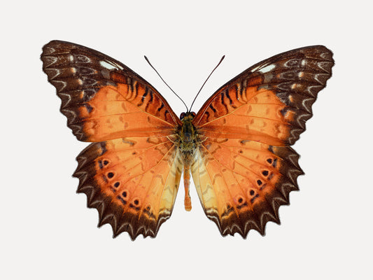 Orange Lace (Malay Lacewing)