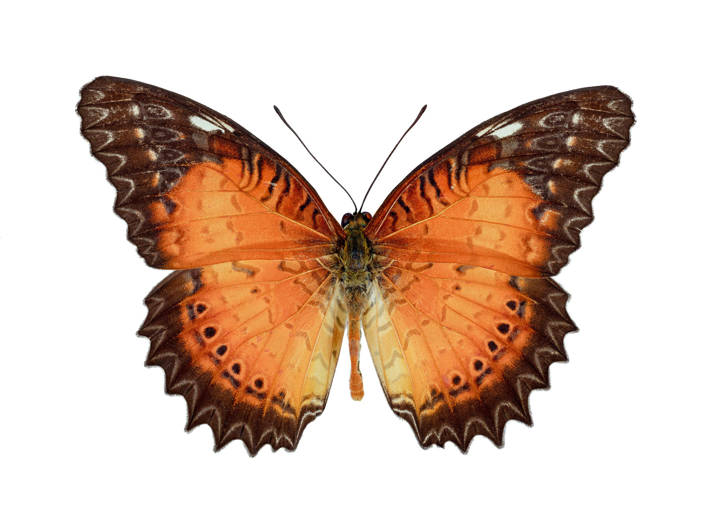 Orange Lace (Malay Lacewing)