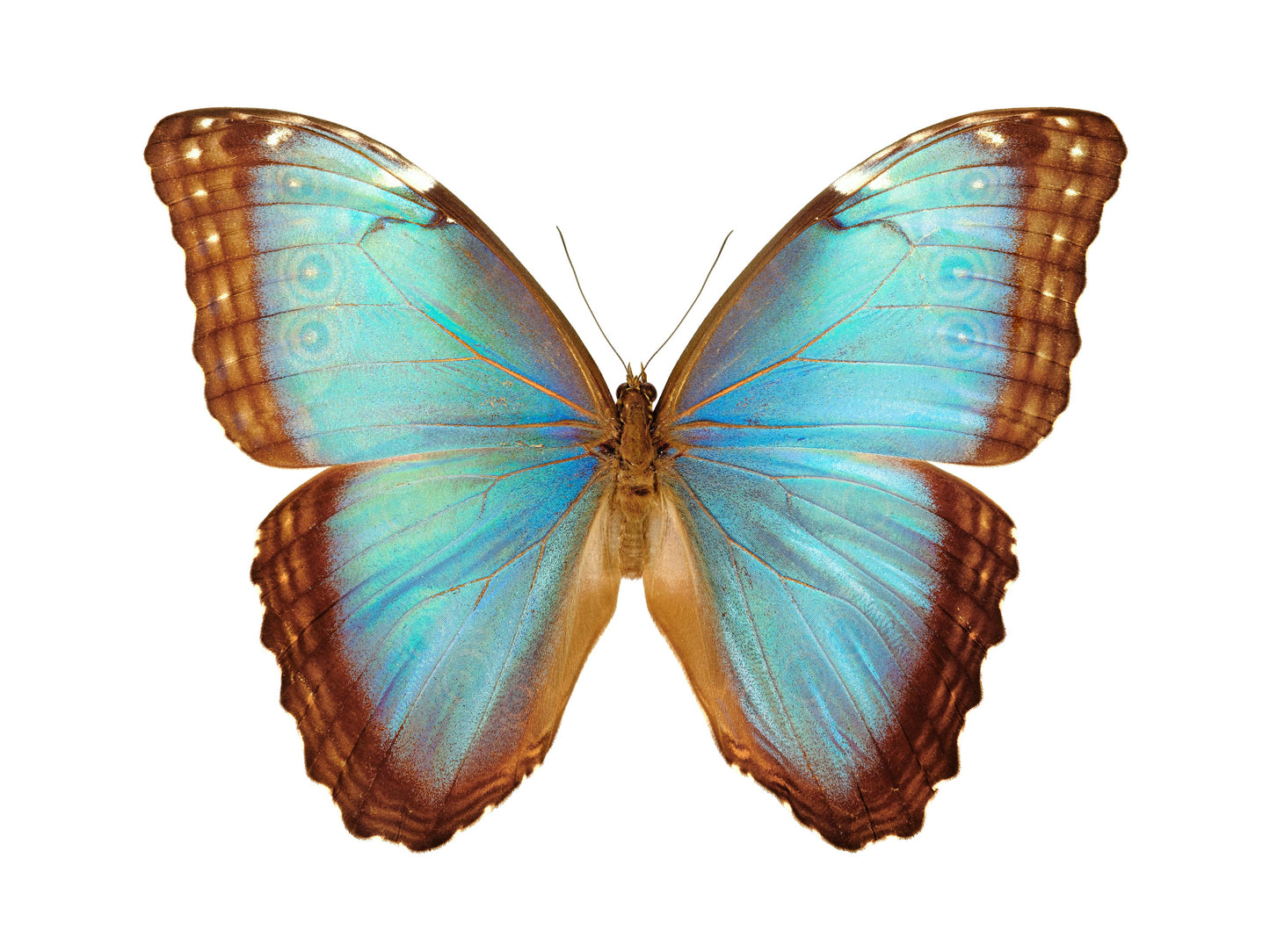 Pale Blue Morpho (Morpho Peleides)