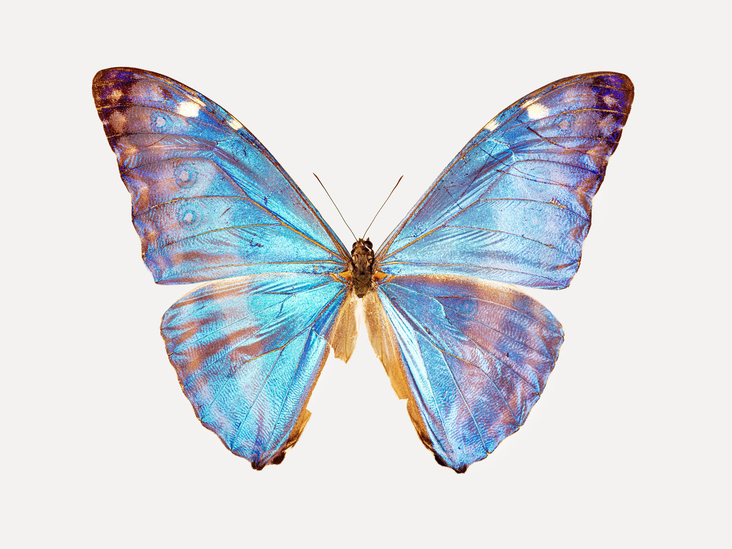 Queen Morpho (Morpho Adonis)