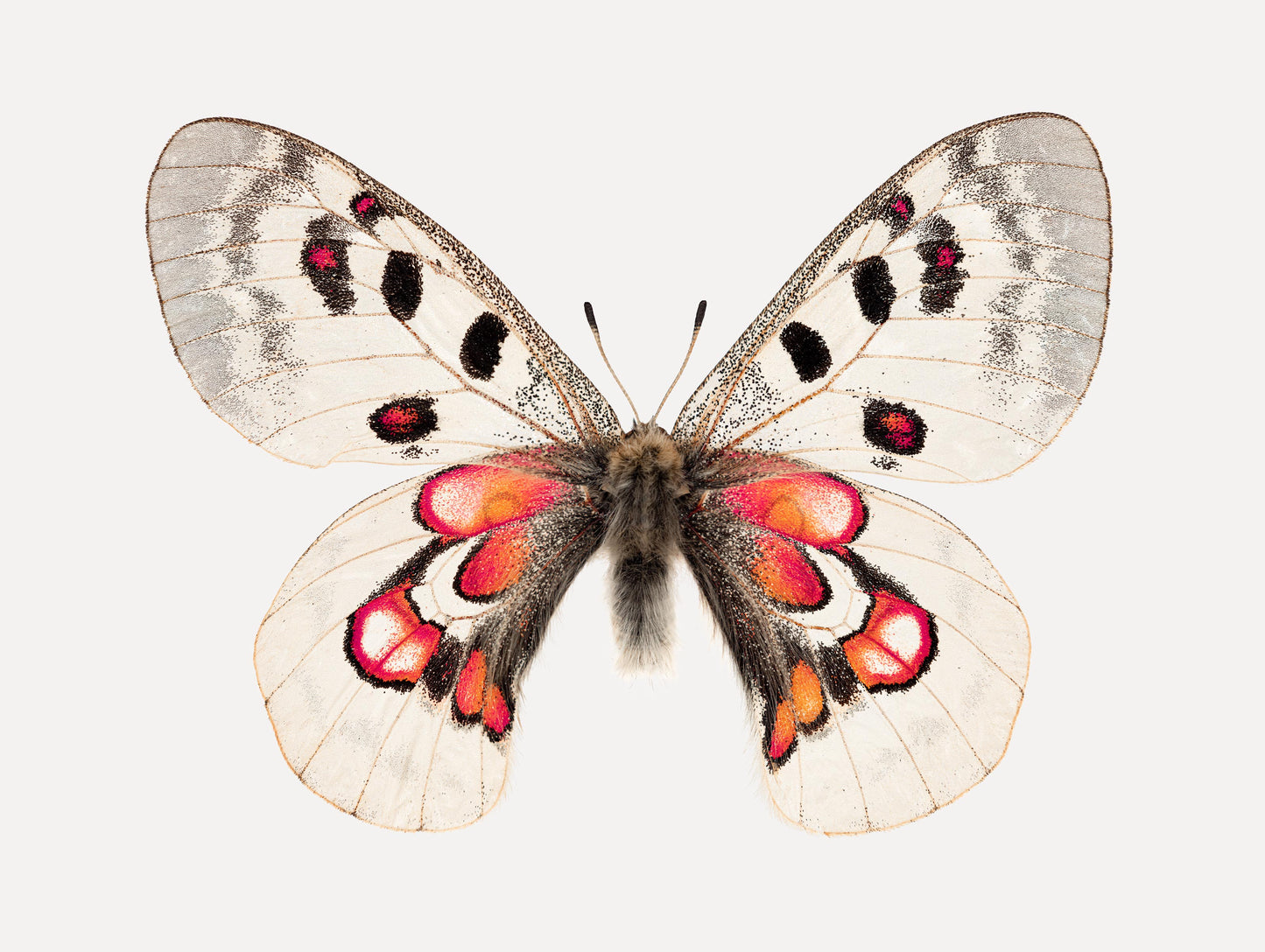 Red Hearts (Parnassius Nomion)