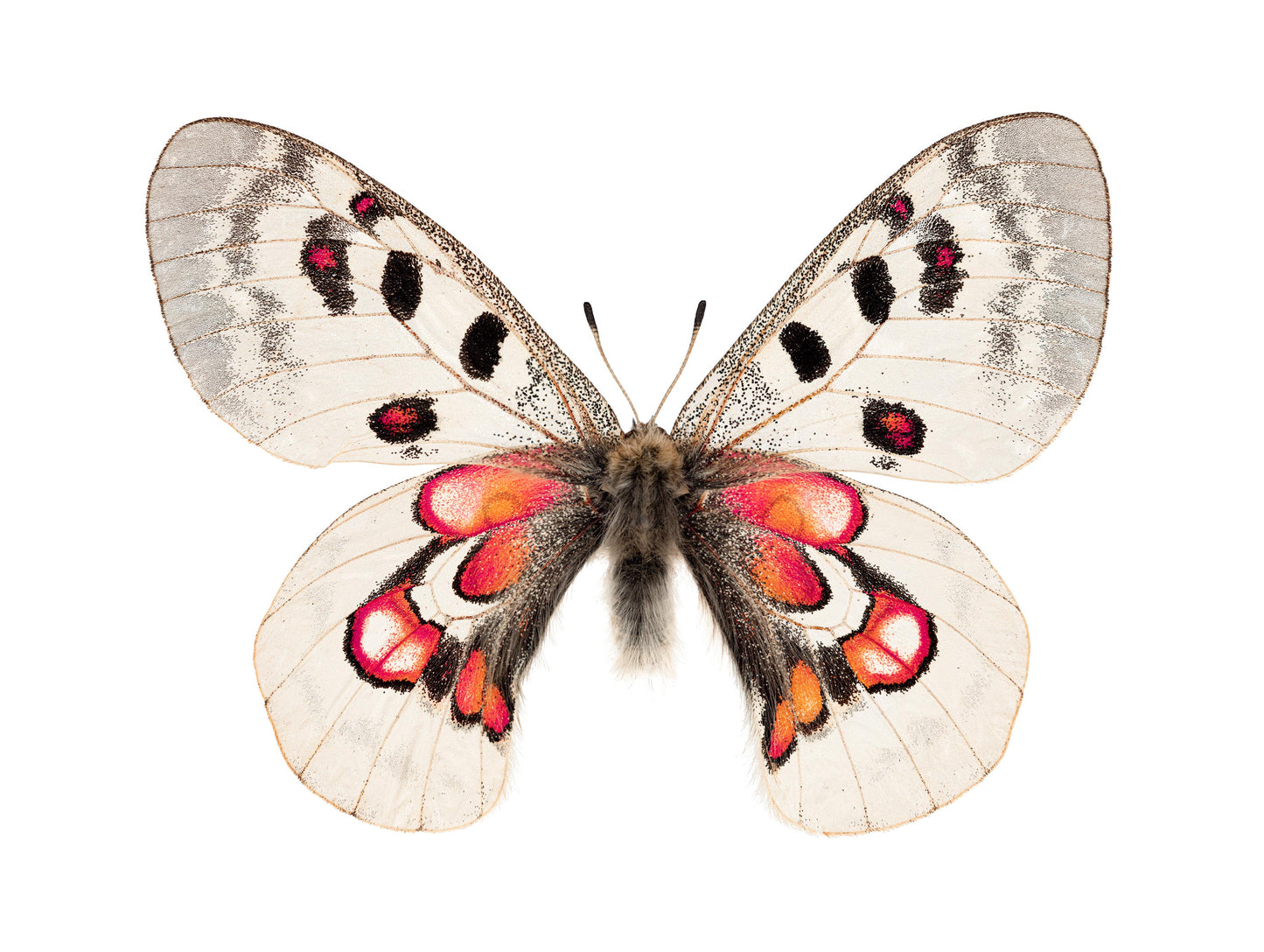 Red Hearts (Parnassius Nomion)