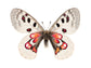 Red Hearts (Parnassius Nomion)