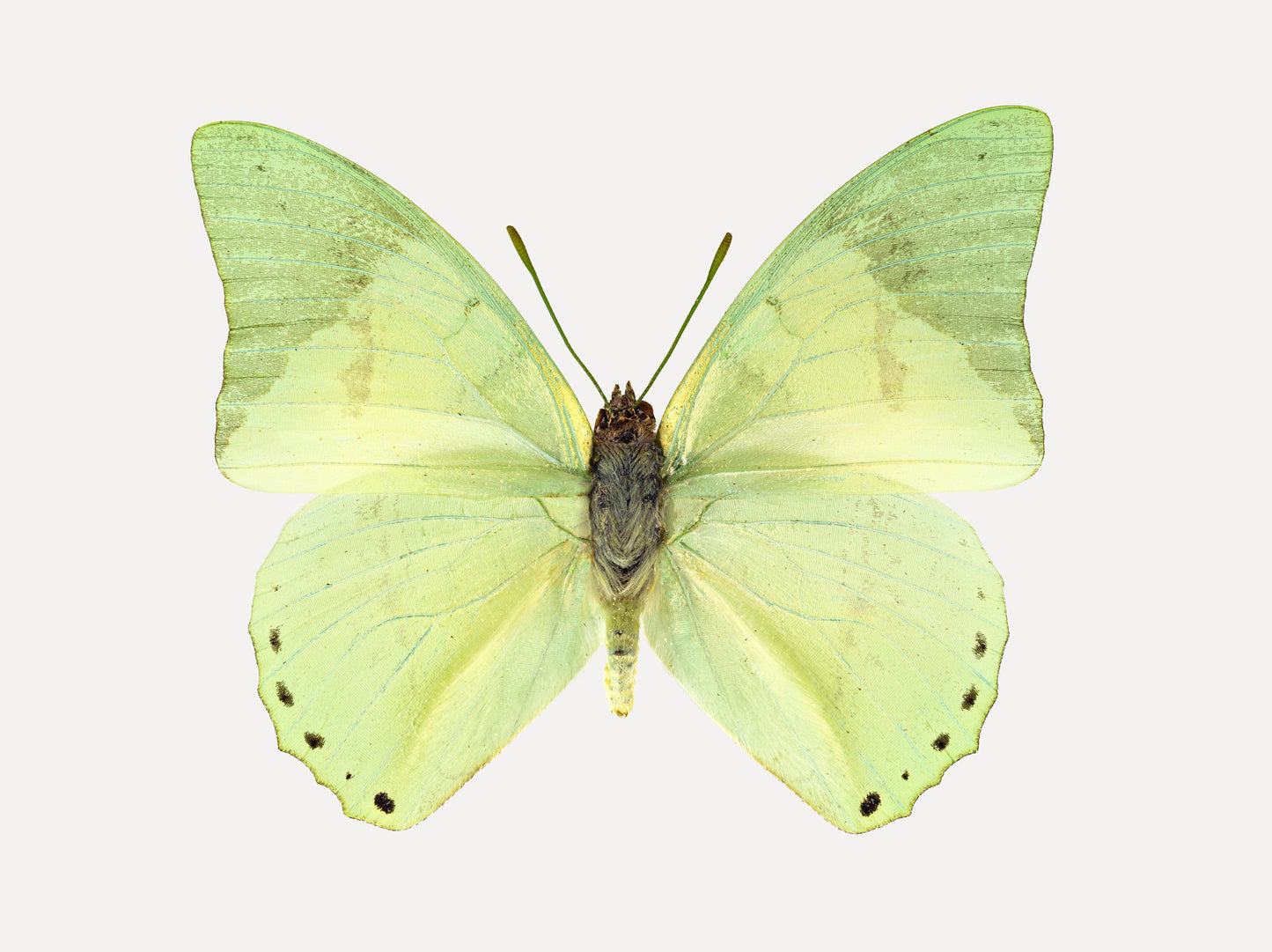 Spring (Ornate Green Charaxes)