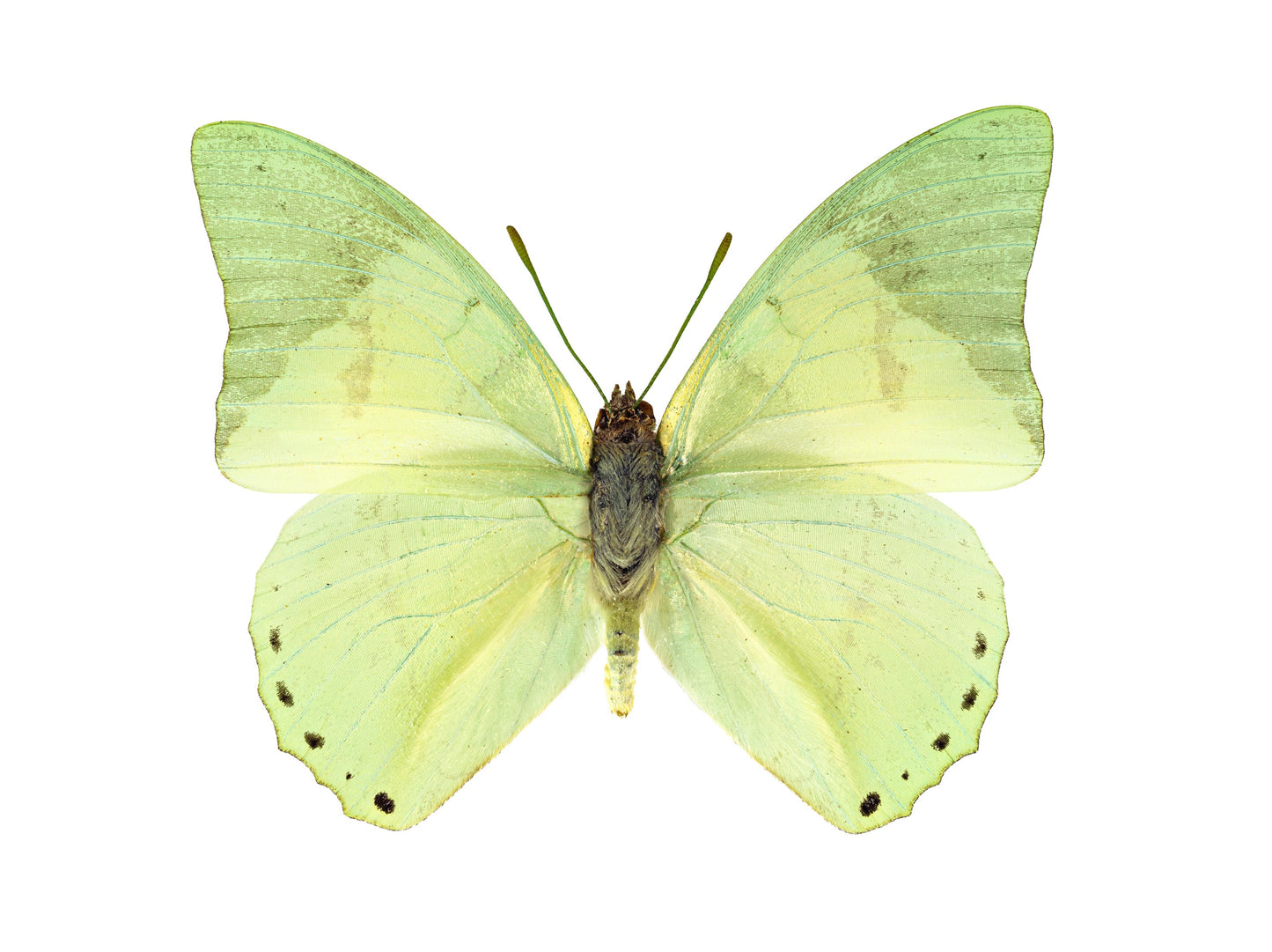 Spring (Ornate Green Charaxes)