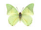 Spring (Ornate Green Charaxes)