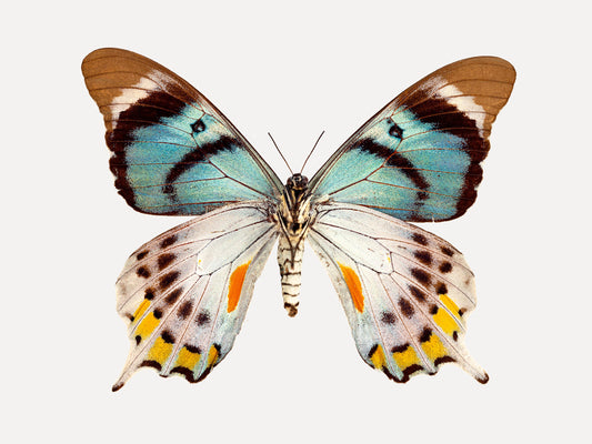 Tropical (Papilio Laglaizei)