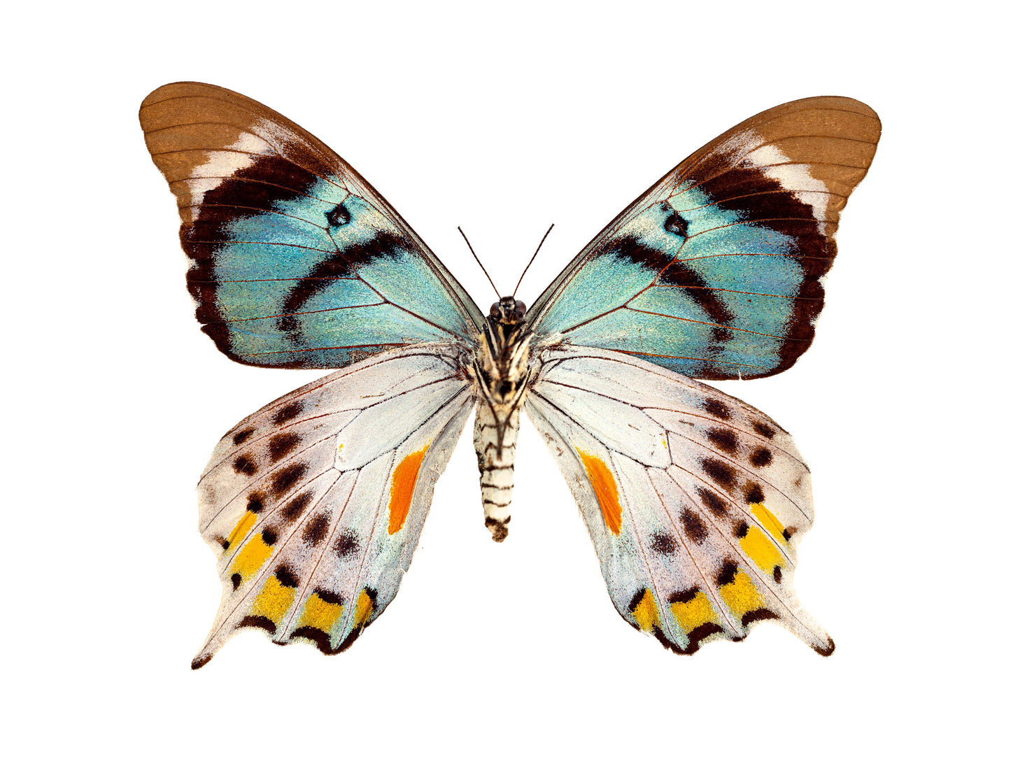 Tropical (Papilio Laglaizei)