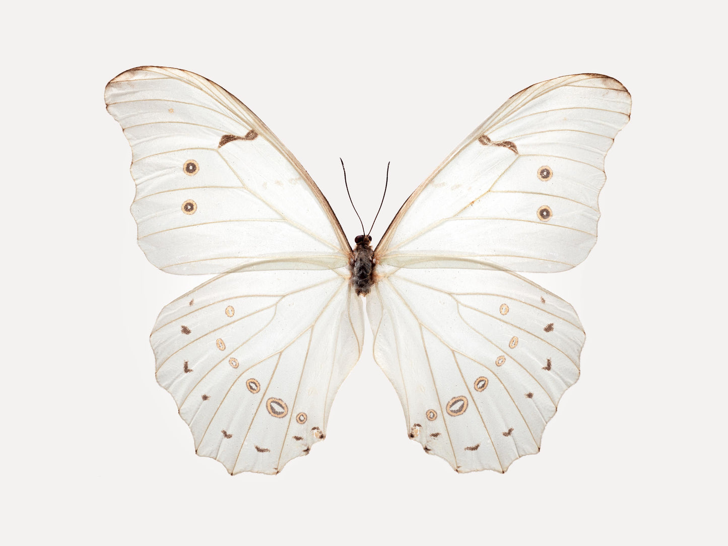 White Morpho (Morpho Polyphemus)