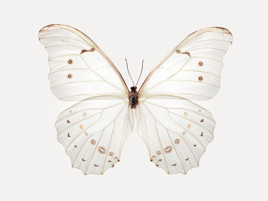 White Morpho (Morpho Polyphemus)