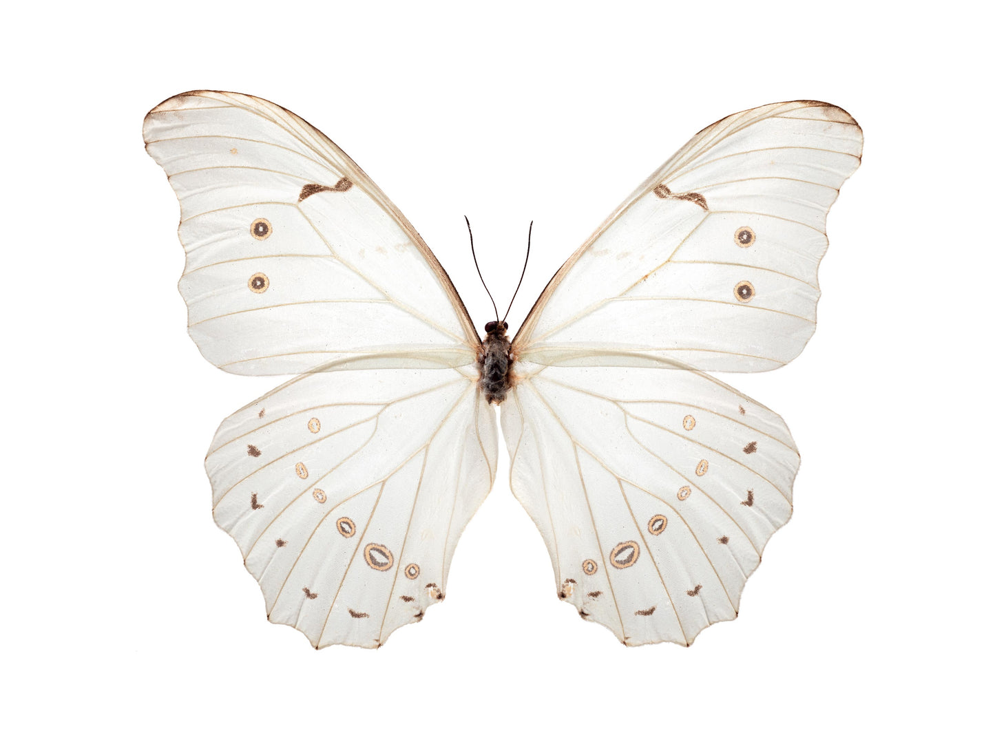 White Morpho (Morpho Polyphemus)