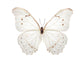 White Morpho (Morpho Polyphemus)