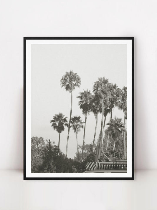 PCH Palm Trees