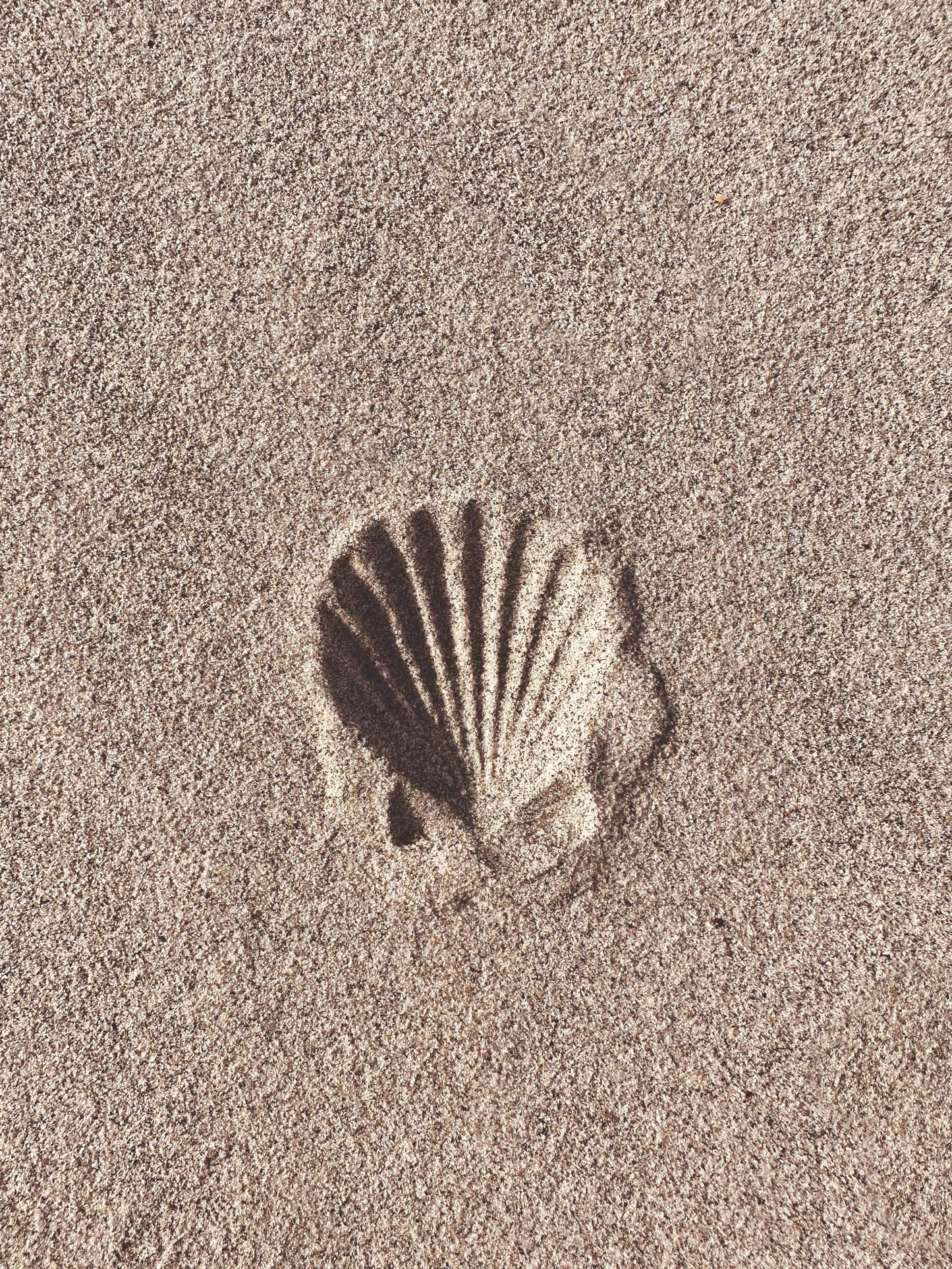 Scallop Shadow