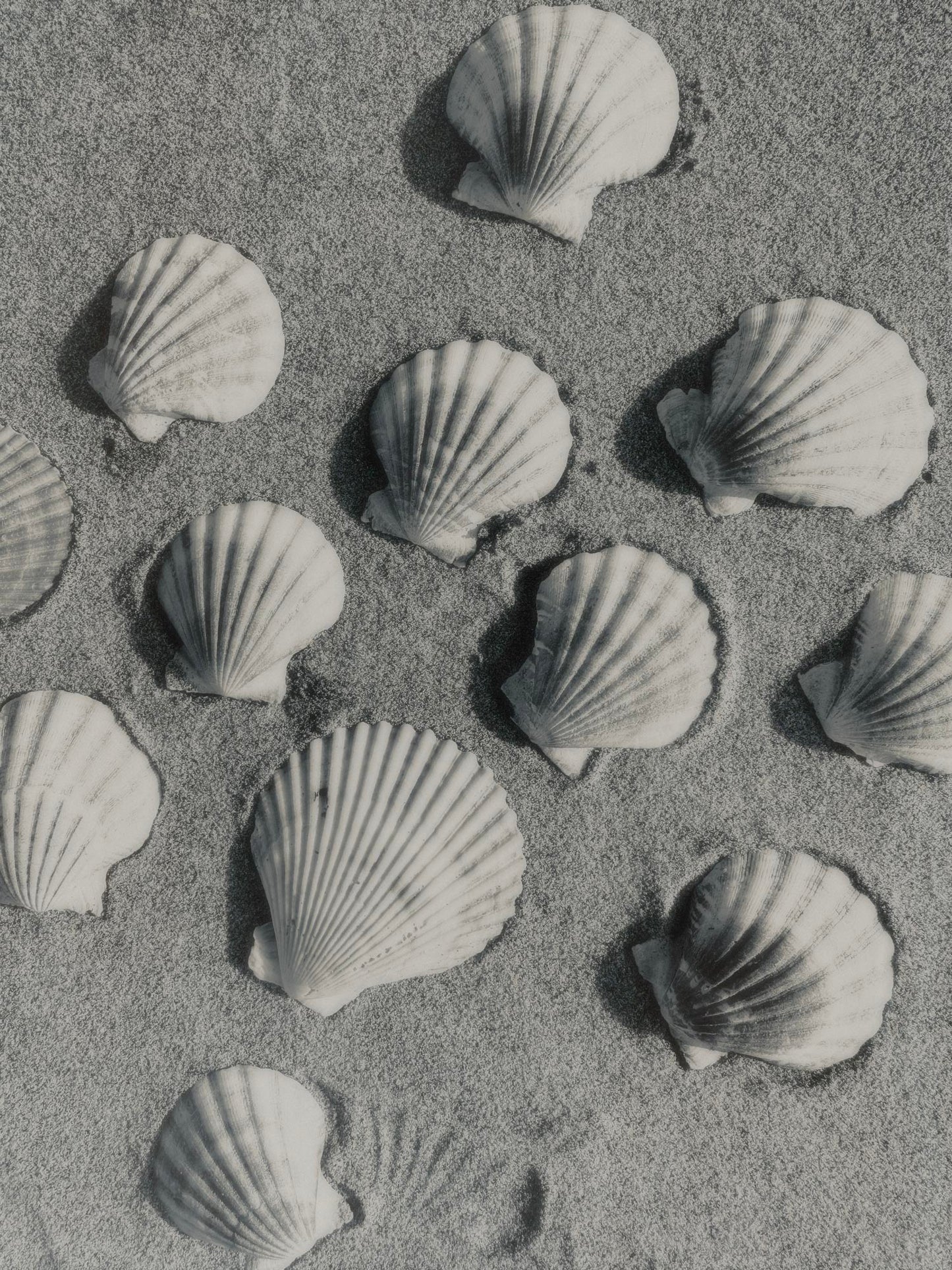 Shell Walk in Black and White