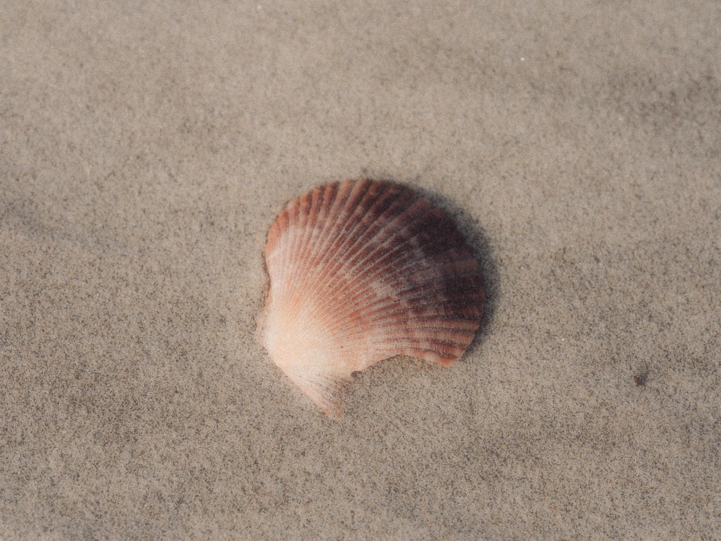 Shell in Mauve