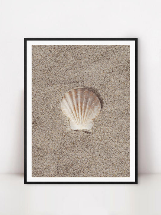 Shell in Sand