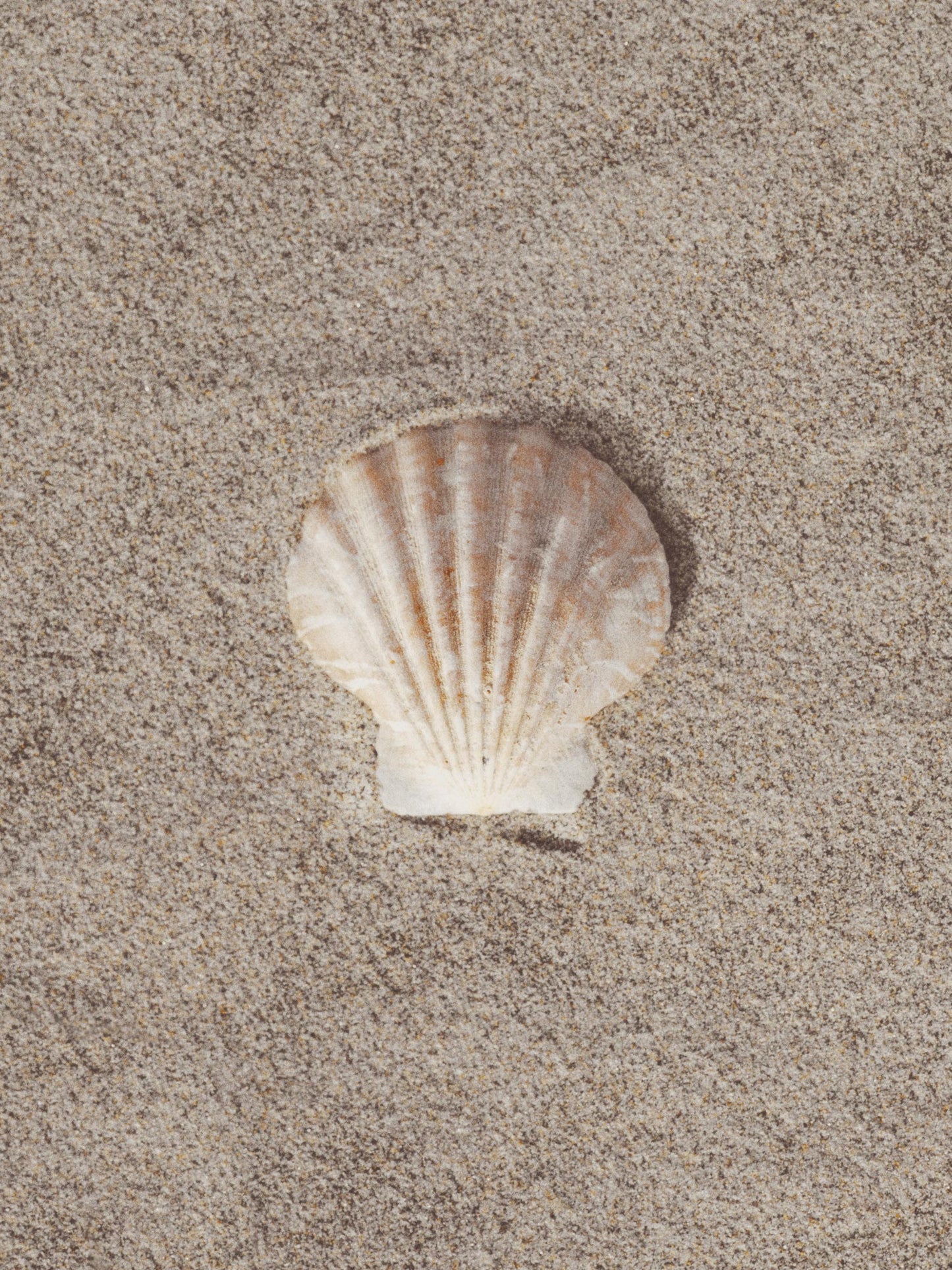 Shell in Sand