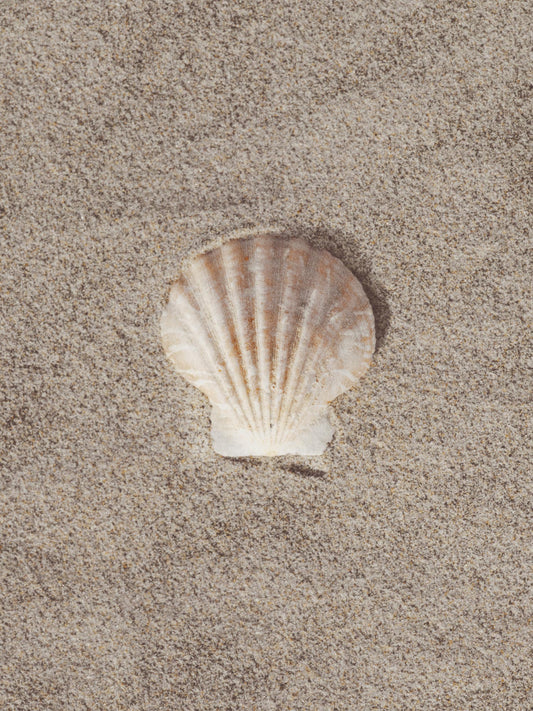 Shell in Sand