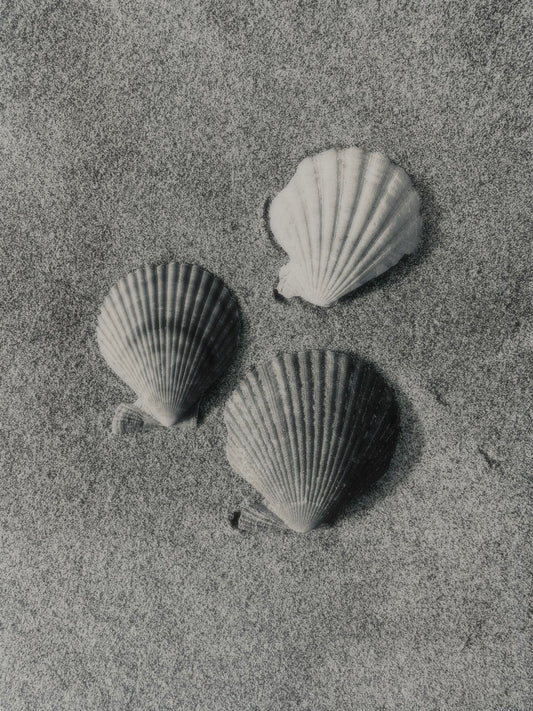 Shells in Silver