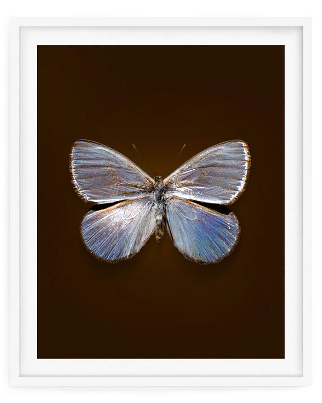 Silver Dark (Argyrophorus Argenteus)