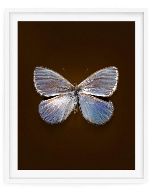Silver Dark (Argyrophorus Argenteus)