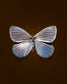 Silver Dark (Argyrophorus Argenteus)