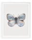 Silver Light (Argyrophorus Argenteus)